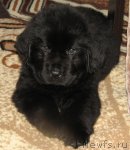 Превью фото № 48606