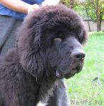 Превью фото № 48670