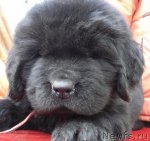 Превью фото № 48749