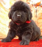 Превью фото № 48750