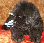 Превью фото № 48864