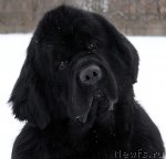 Превью фото № 48908