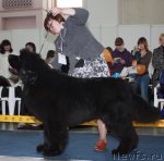 Превью фото № 49092