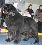 Превью фото № 49093