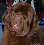 Превью фото № 49113