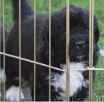 Превью фото № 49242