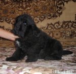 Превью фото № 49368