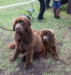 Превью фото № 49635