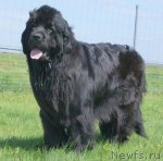 Превью фото № 50080