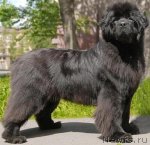 Превью фото № 50359