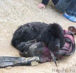 Превью фото № 50408