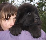 Превью фото № 50657