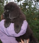 Превью фото № 50659