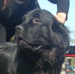 Превью фото № 50701