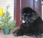 Превью фото № 50843