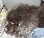 Превью фото № 50954