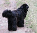 Превью фото № 51150