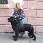 Превью фото № 51345