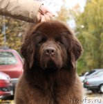 Превью фото № 51575