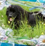 Превью фото № 51636