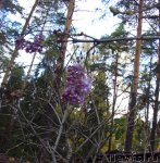 Превью фото № 51686