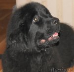 Превью фото № 51738