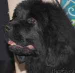 Превью фото № 51739