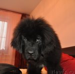 Превью фото № 51755