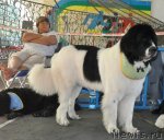 Превью фото № 51777