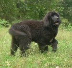 Превью фото № 51861