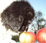 Превью фото № 51873