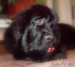 Превью фото № 51942