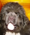 Превью фото № 52005