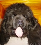 Превью фото № 52006