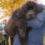 Превью фото № 52021