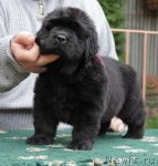 Превью фото № 52098