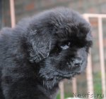 Превью фото № 52099