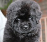 Превью фото № 52100