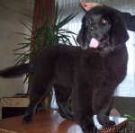 Превью фото № 52249