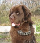 Превью фото № 52380