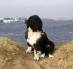 Превью фото № 52392