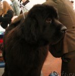 Превью фото № 52505