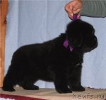 Превью фото № 52616