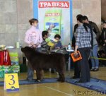 Превью фото № 52643