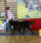 Превью фото № 52644