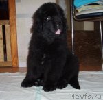 Превью фото № 52725