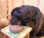 Превью фото № 52853