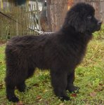 Превью фото № 52868