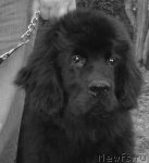 Превью фото № 52871