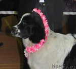 Превью фото № 52960